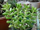 Sedum Rubrotinctum
